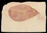 Red Fossil Leaf (Fraxinus) - Montana #68272-1